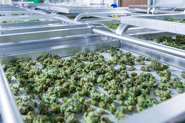 Clumps of cannabis in a lab