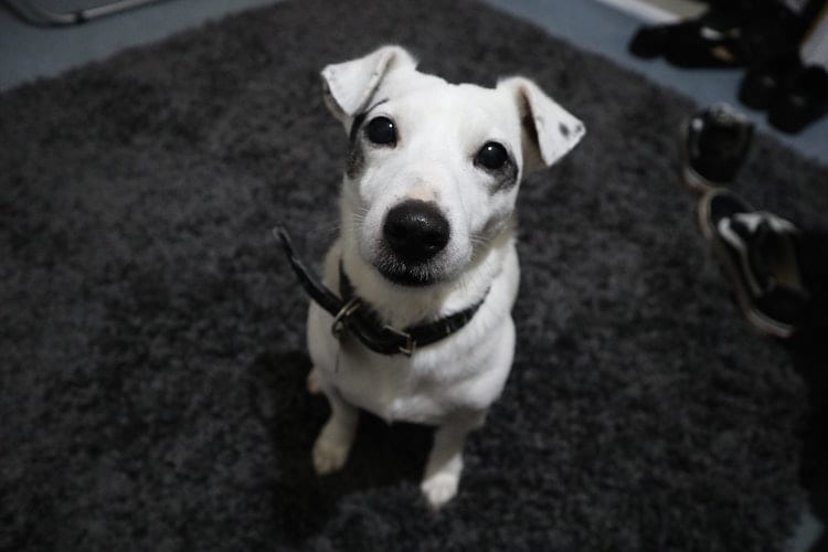 A white dog with black spots wearing a black collar 