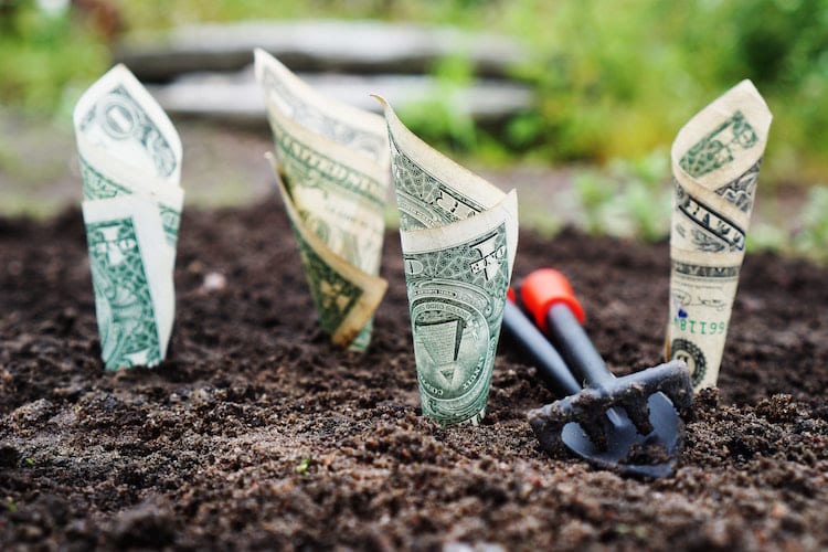 Dollar bills stuck into soil like seedlings