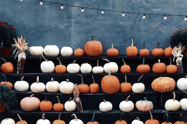 Rows of orange and white pumpkins on display