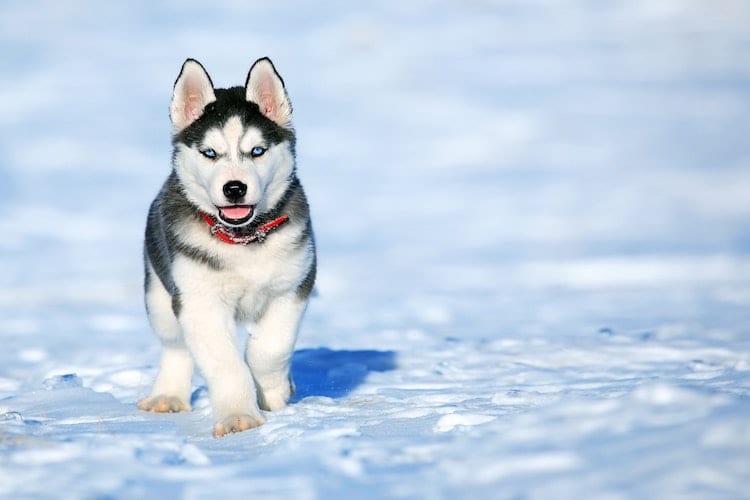 A small Husky running on snow
