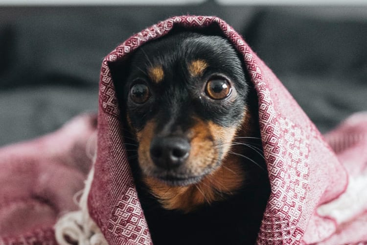 A brown and black dog hiding under a blanket