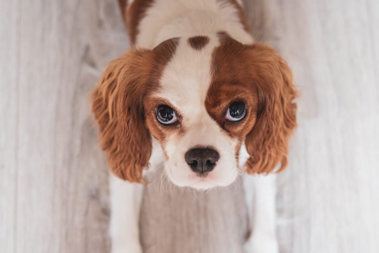White and red King Cavalier Charles spaniel puppy looking up