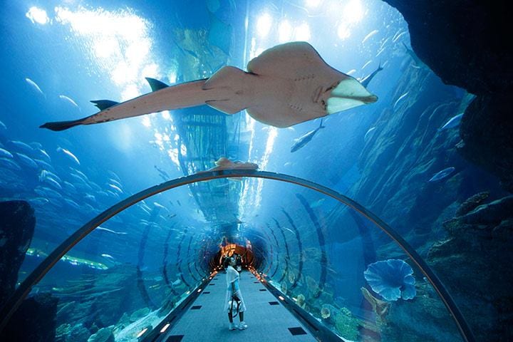The interior of the Dubai Aquarium