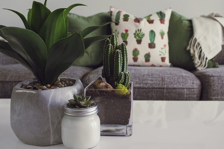 Different types of plants on a coffee table with a plant pillow in background